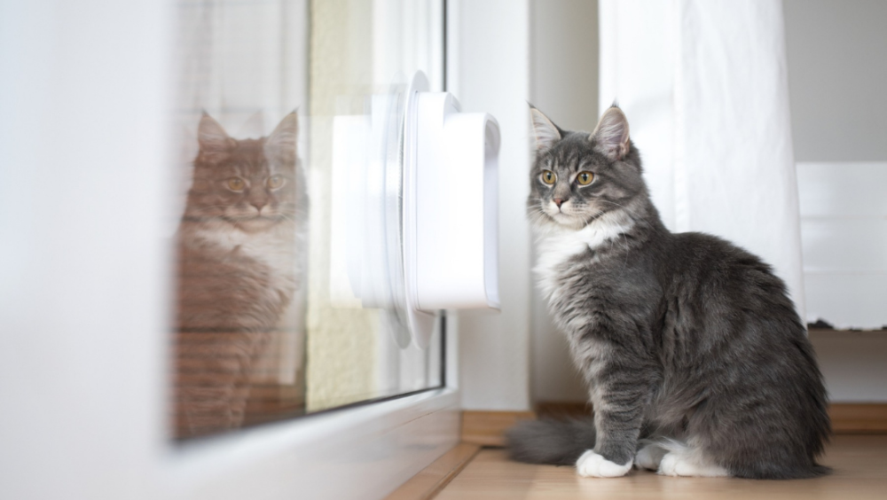 animaux m+ materiaux